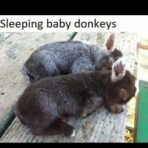 Meet your Posher, Melodie